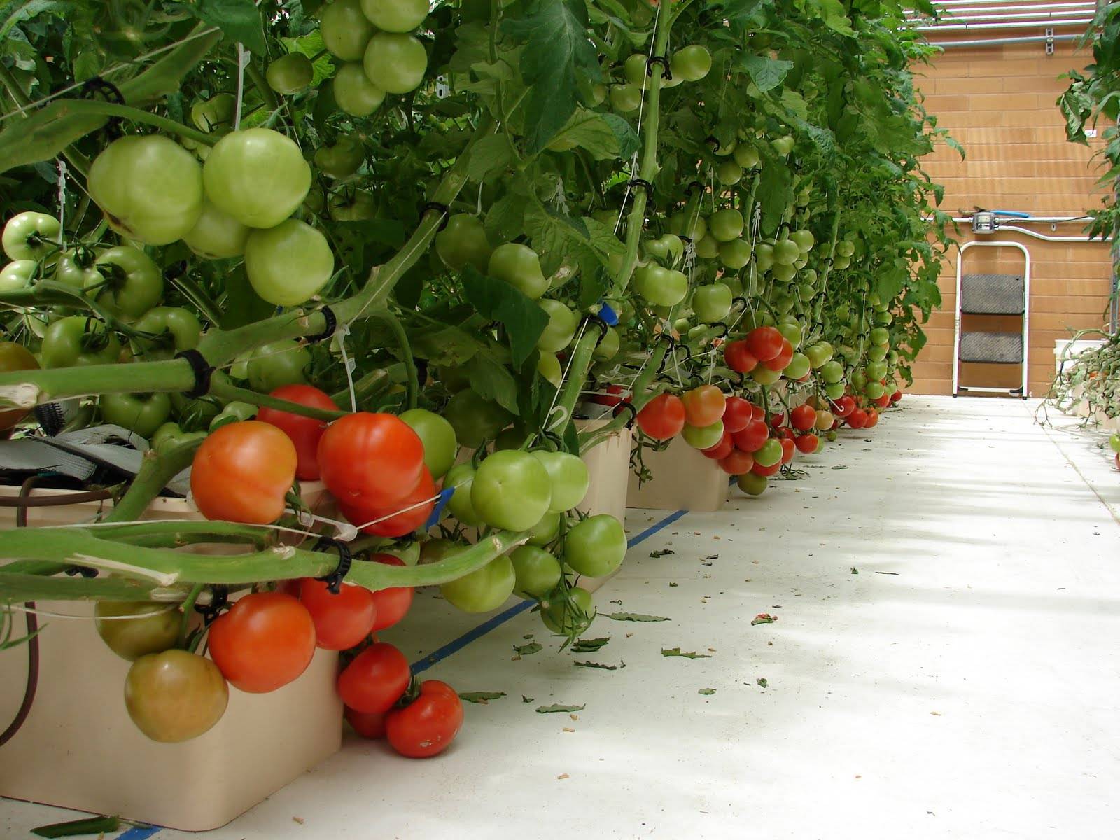 Технология выращивания помидоров на гидропонике, лучшие сорта и удобрения