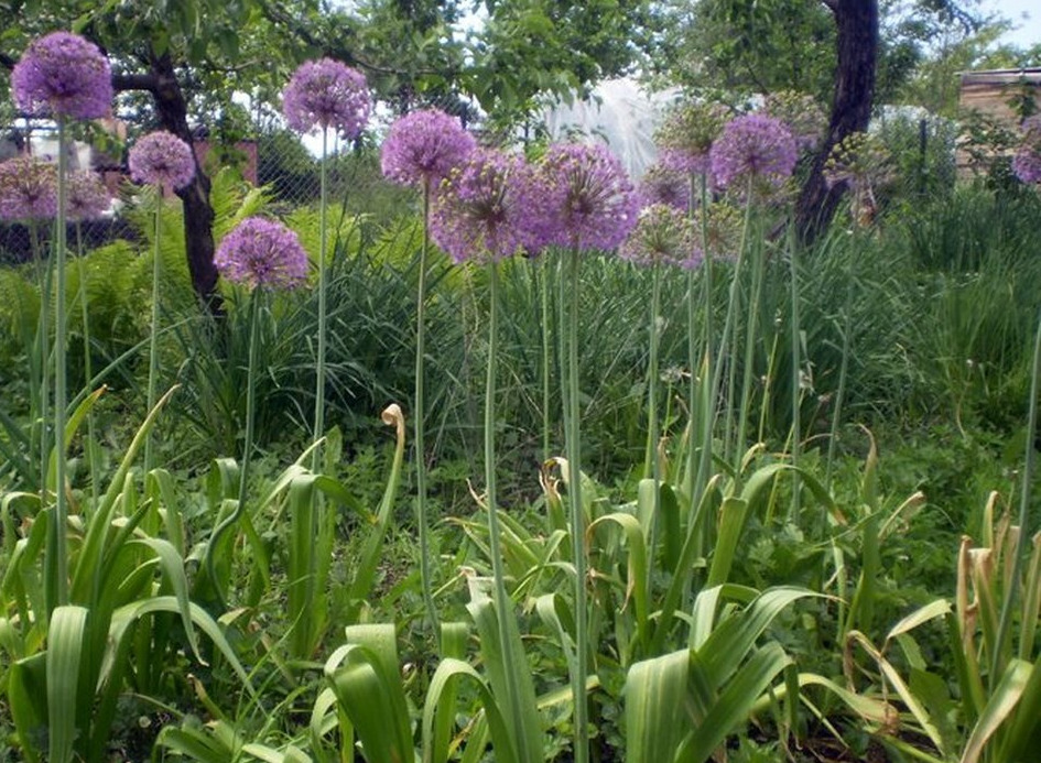 Анзурский лук фото и описание сорта