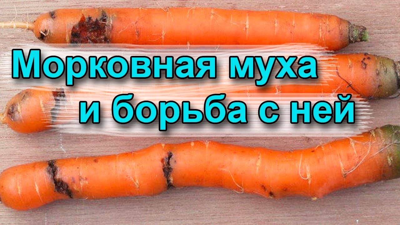 Морковная муха: фото и описание, как с ней бороться. народные средства от морковной мухи