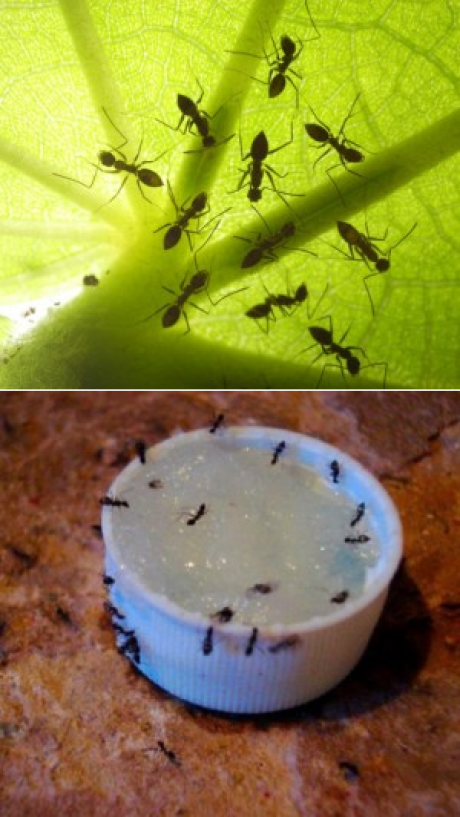 Как избавиться от муравьев в теплице с огурцами: что делать и как защитить рассаду