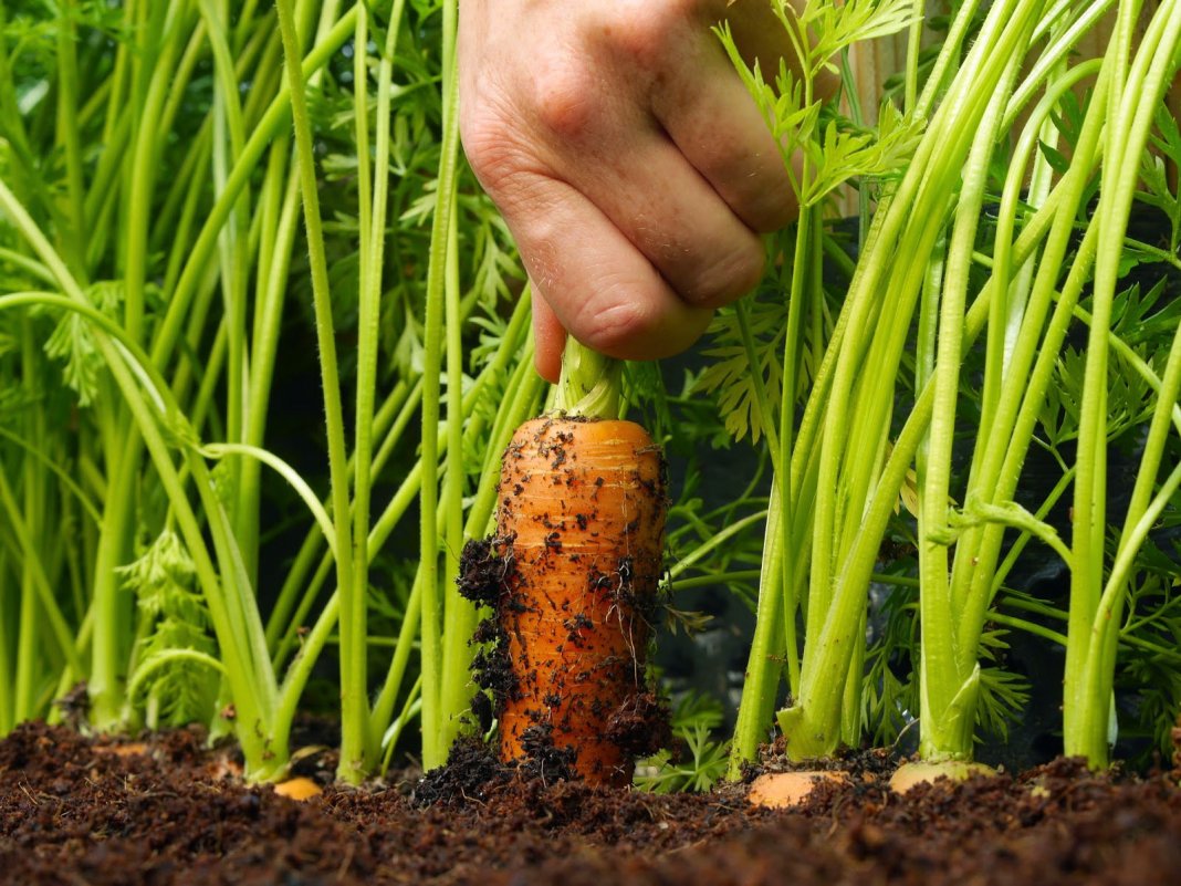 Правила посева моркови для отличного урожая. видео — ботаничка