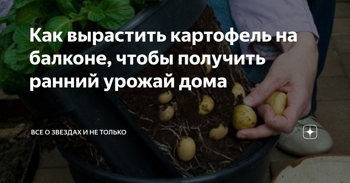 Как увеличить урожайность картофеля с 1 га: эффективные способы