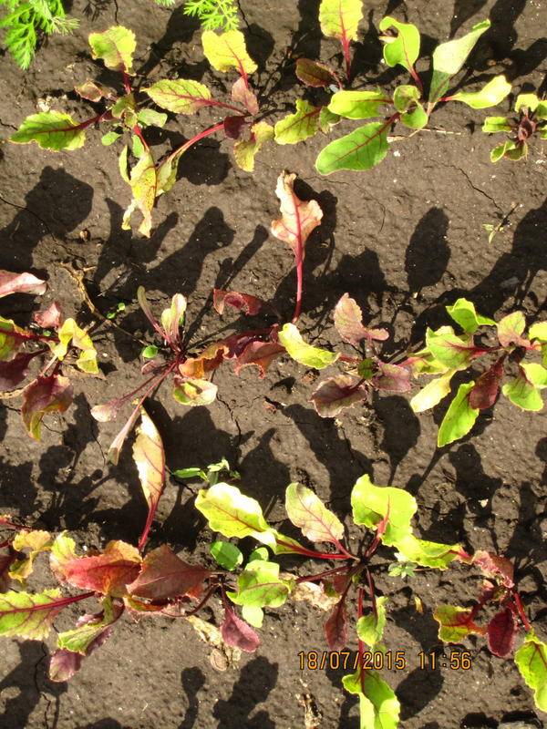 Краснеют листья у свеклы: причины и что делать