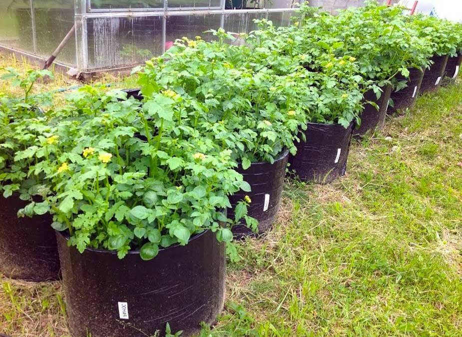 Технология выращивания картофеля в бочке: как вырастить?