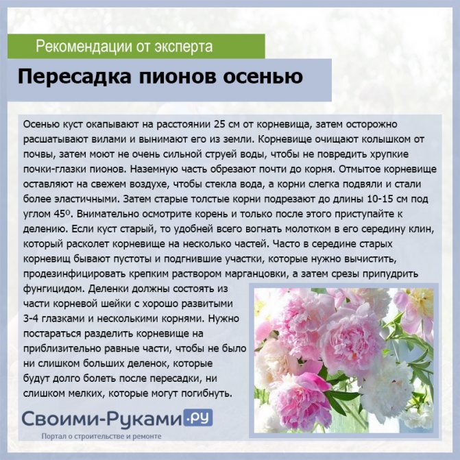 Посадка пионов схема