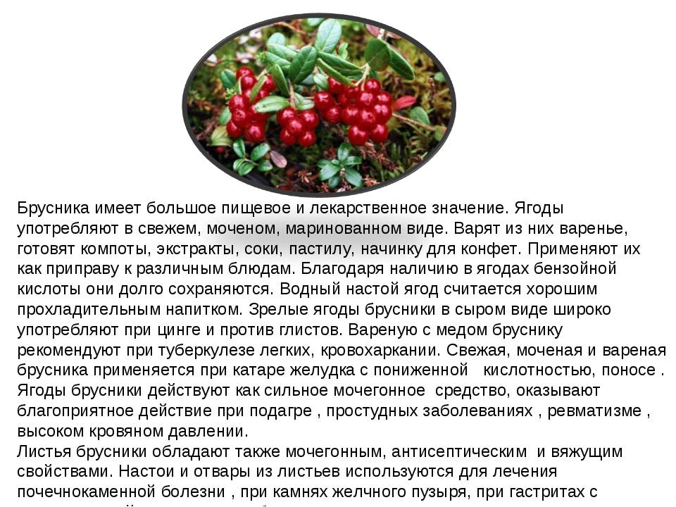 Полезные свойства и противопоказания ягод брусники, употребление в лечебных целях