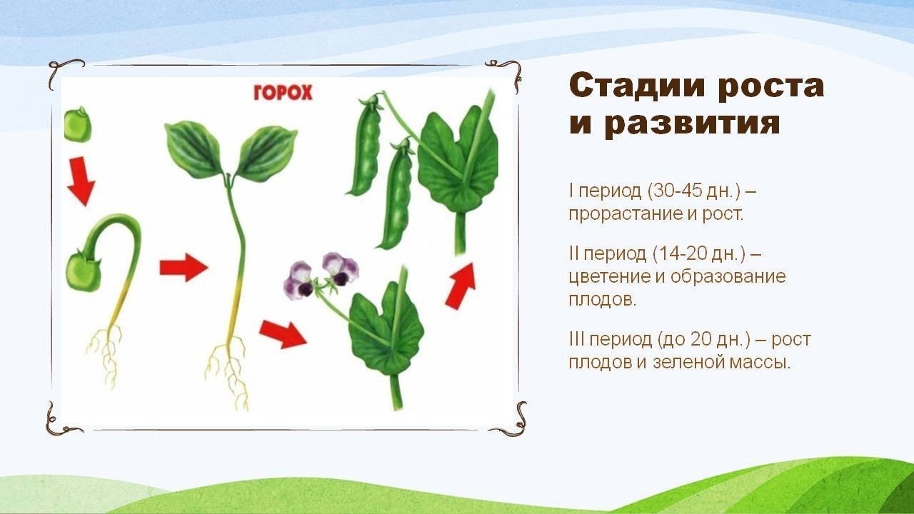 Выращивание гороха проект