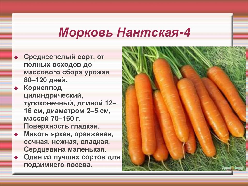 Посев моркови под зиму - преимущества и недостатки, лучшие сорта, сроки посева