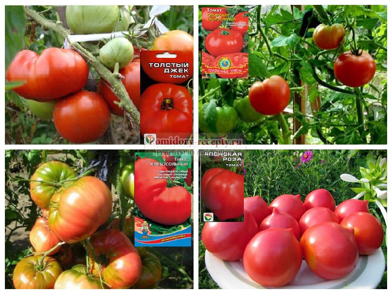 Когда сажать помидоры на рассаду в 2023 году + благоприятные дни по лунному календарю