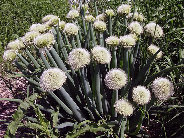 Лук-батун. Фиксай лук батун. Лук-батун, или татарка Allium fistulosum. Лук батун семена.