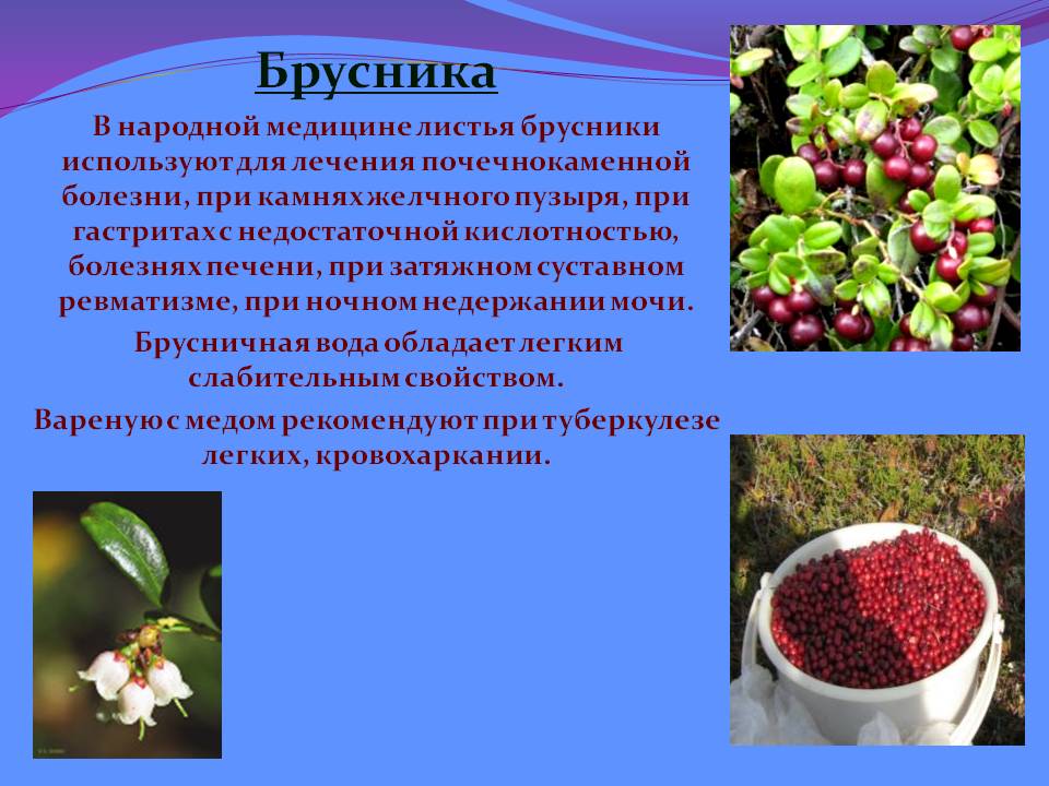 Брусника ягоды: полезные свойства и противопоказания, как употреблять в лечебных целях