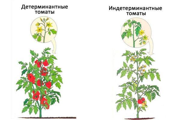 Самоопыляемые помидоры: для теплиц, для открытого грунта. самоопыляемые сорта помидоров