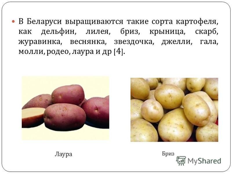 Картофель молли: характеристики сорта, урожайность, отзывы
