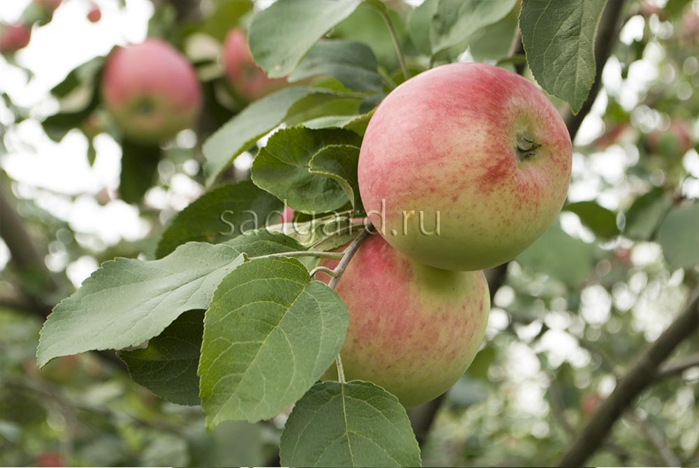 Яблоня "беркутовское": описание сорта и фото плодового дерева, основные достоинства и недостатки, особенности выращивания