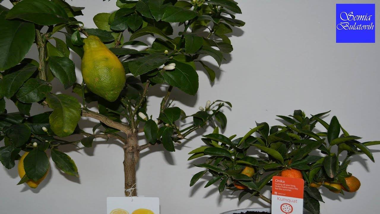 Павловский лимон - описание и фото сорта, техника выращивания