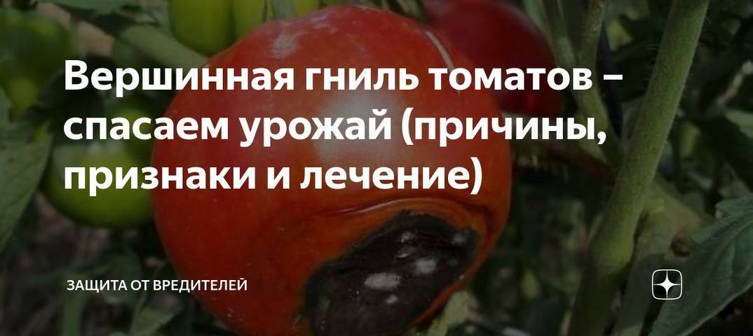 Как бороться с вершинной гнилью томатов в теплице
