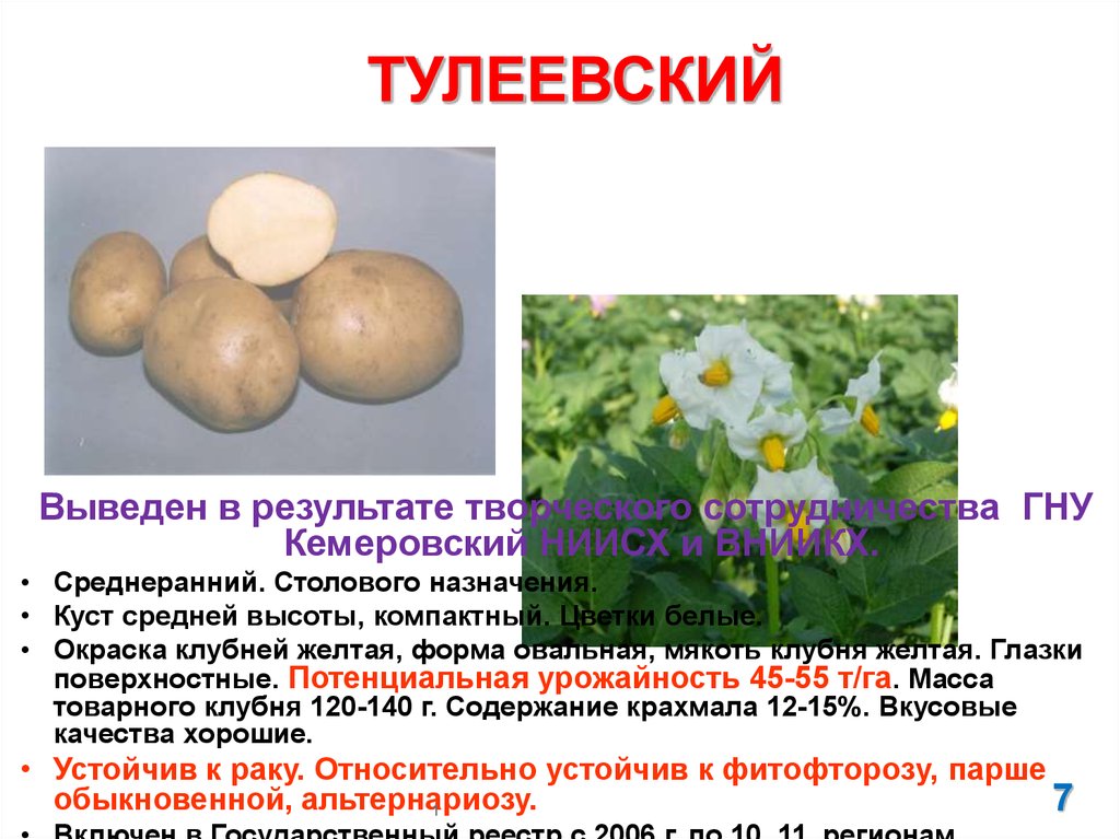 Картофель "тулеевский": описание сорта, фото, отзывы