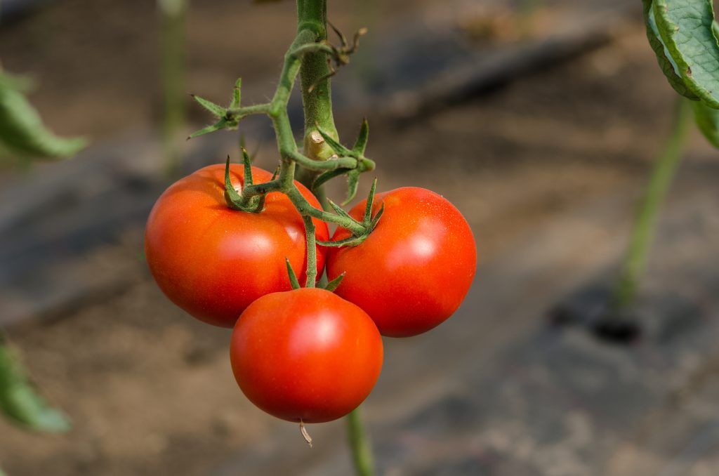 Стойкий гибрид от японских селекционеров — томат «мишель f1»: выращиваем самостоятельно без хлопот
