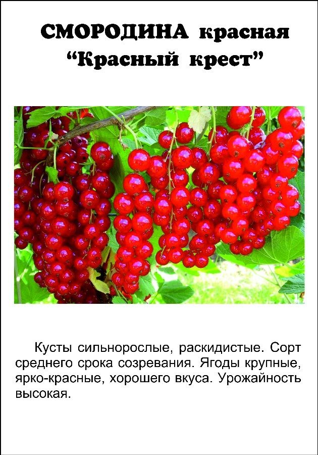Смородина красная сахарная: описание сорта красной смородины, выращивание - посадка и уход