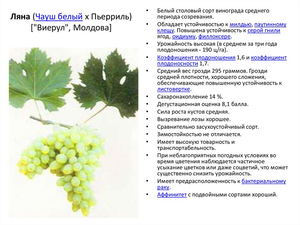 Виноград дарья [дашуня, дашенька, даша]: описание сорта, фото, отзывы и особенности выращивания