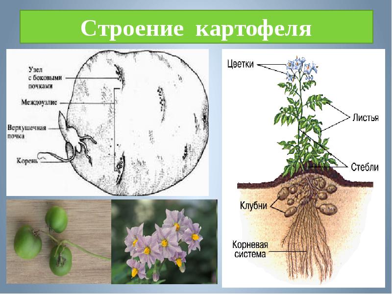 Как растет картофель схема