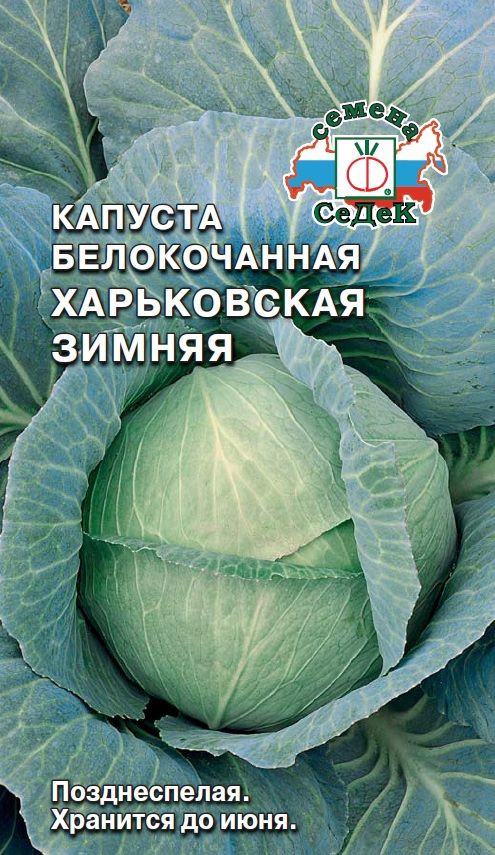 Сорт капусты зима. Капуста белокочанная Харьковская зимняя. Семена капуста Харьковская зимняя. Сорта капусты белокочанной Харьковская. Капуста сорт Харьковская зимняя.