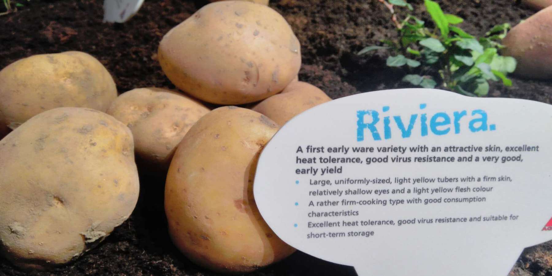 Картофель ривьера: описание сорта и характеристики, правила посадки и ухода