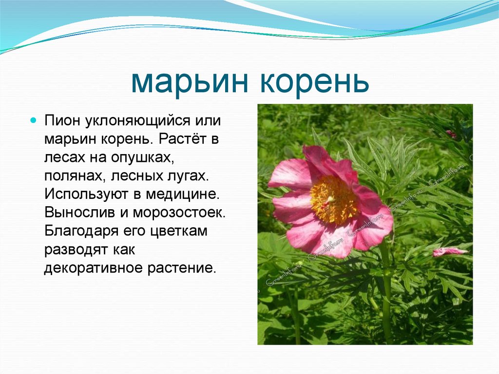 Пион марьин корень фото и описание