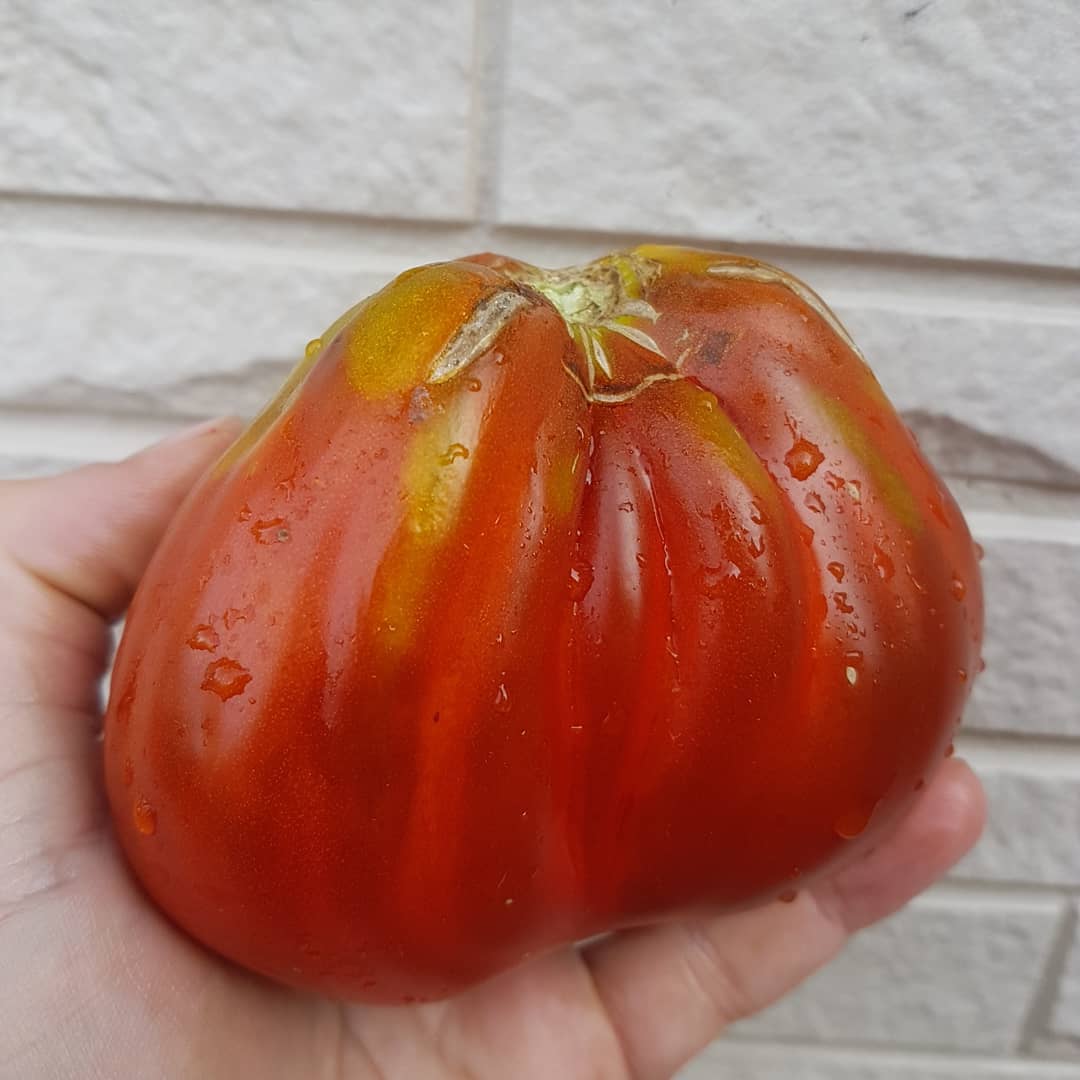 Томат гогошары томаты