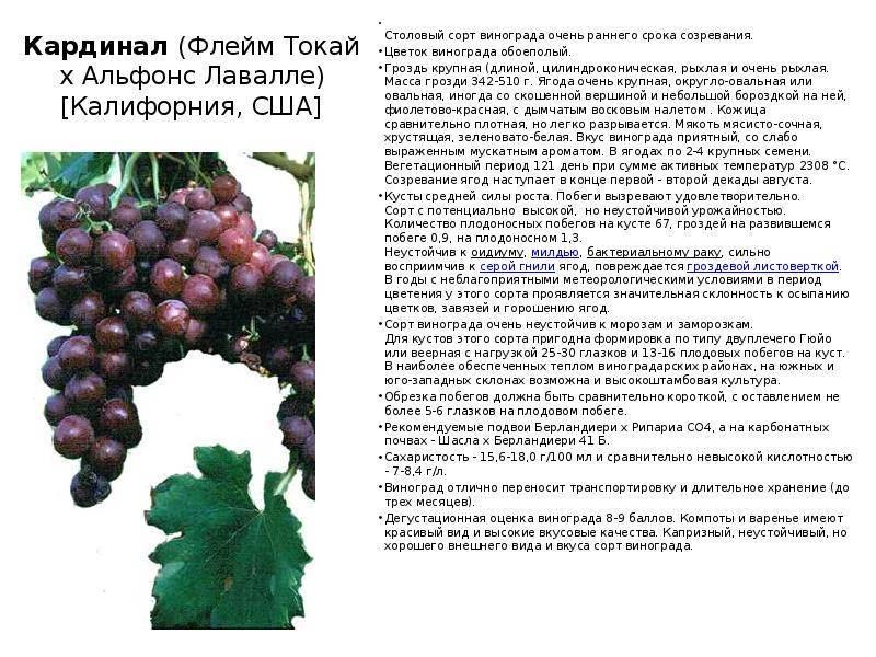 Описание винограда сорта Кардинал и правила выращивания