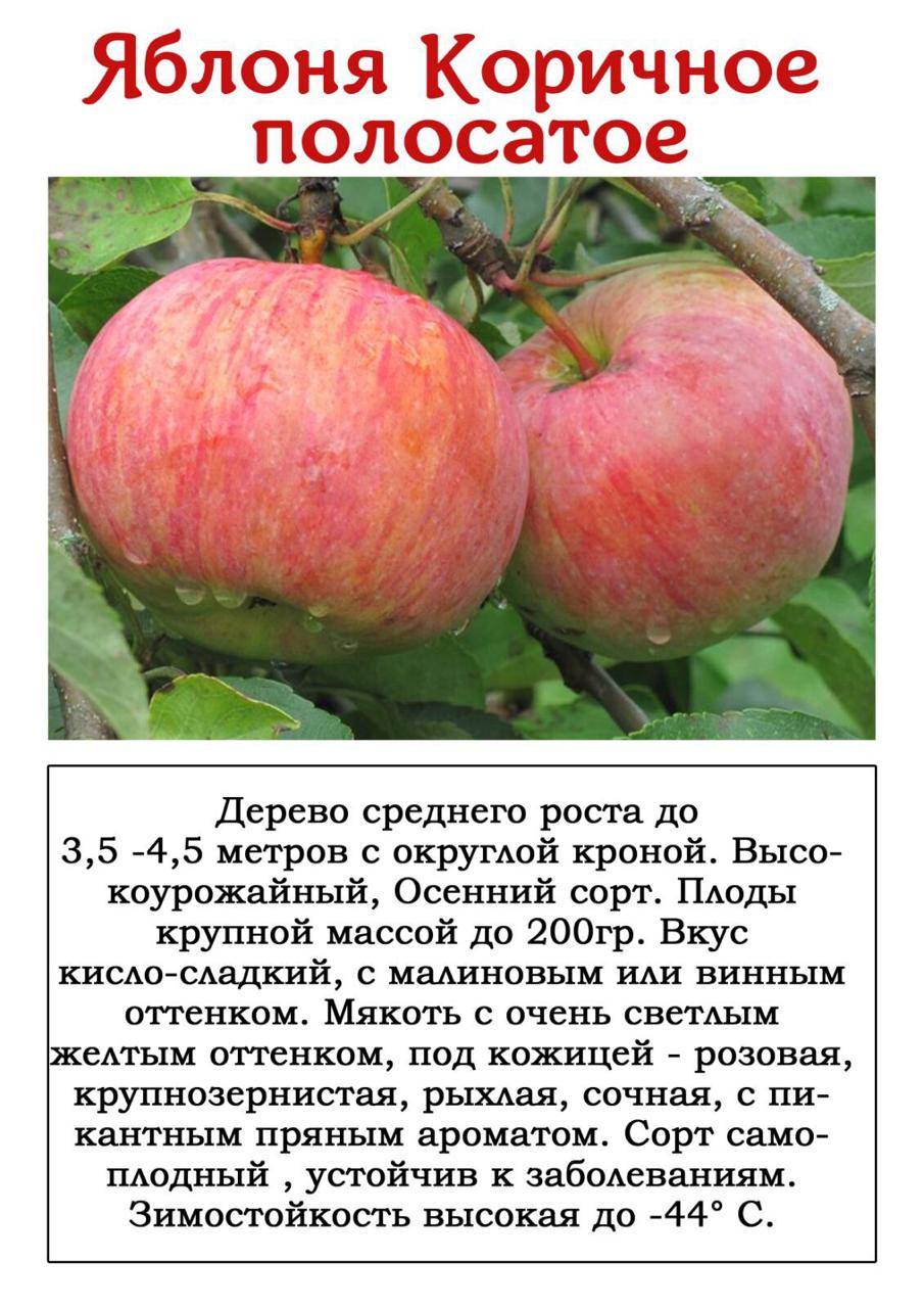 Красивые плоды и замечательный вкус — сорт яблонь красный ранний
