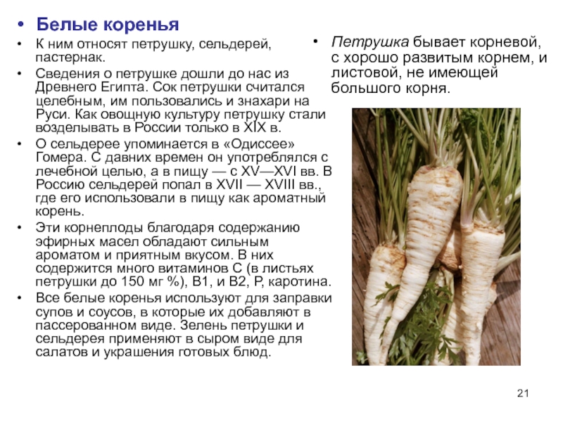 Корень петрушки: лечебные свойства, применение и хранение