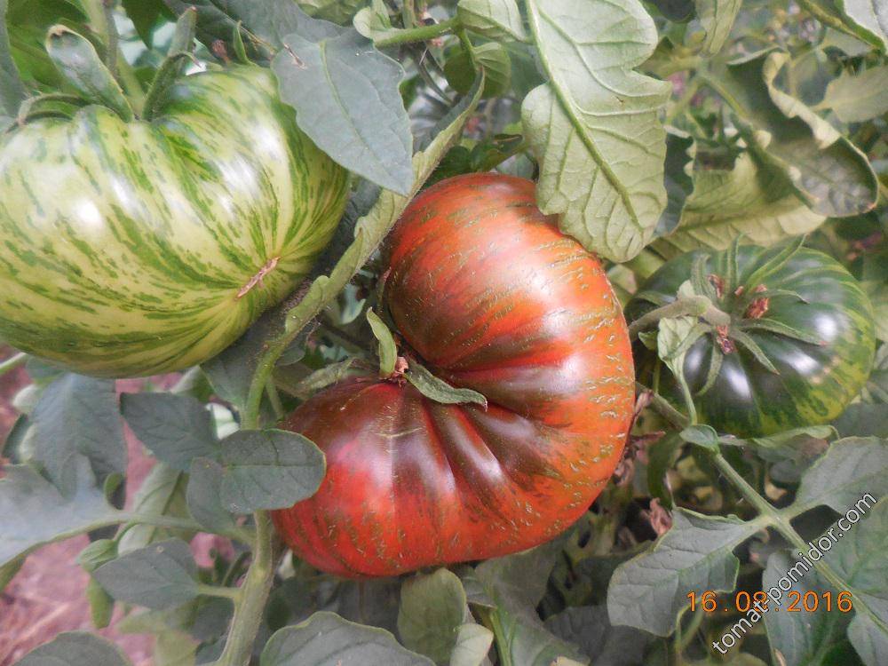 Томат большой полосатый кабан: описание сорта, характеристика, отзывы об урожайности, фото