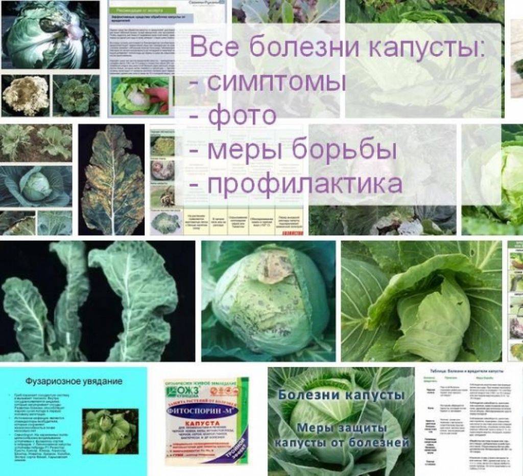Болезни и вредители цветной капусты: фото, описание, лечение и обработка народными средствами