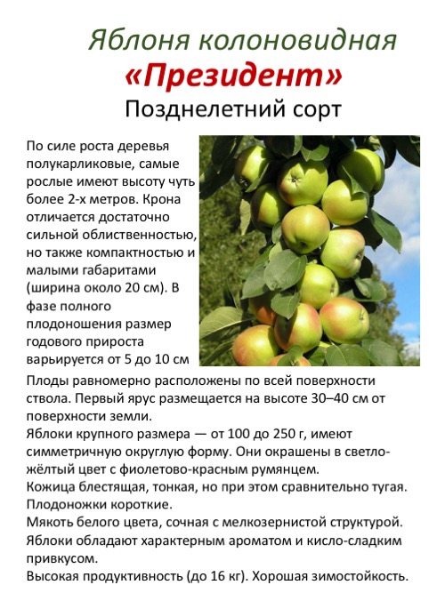 Яблоня арбат колоновидная: описание и характеристика сорта