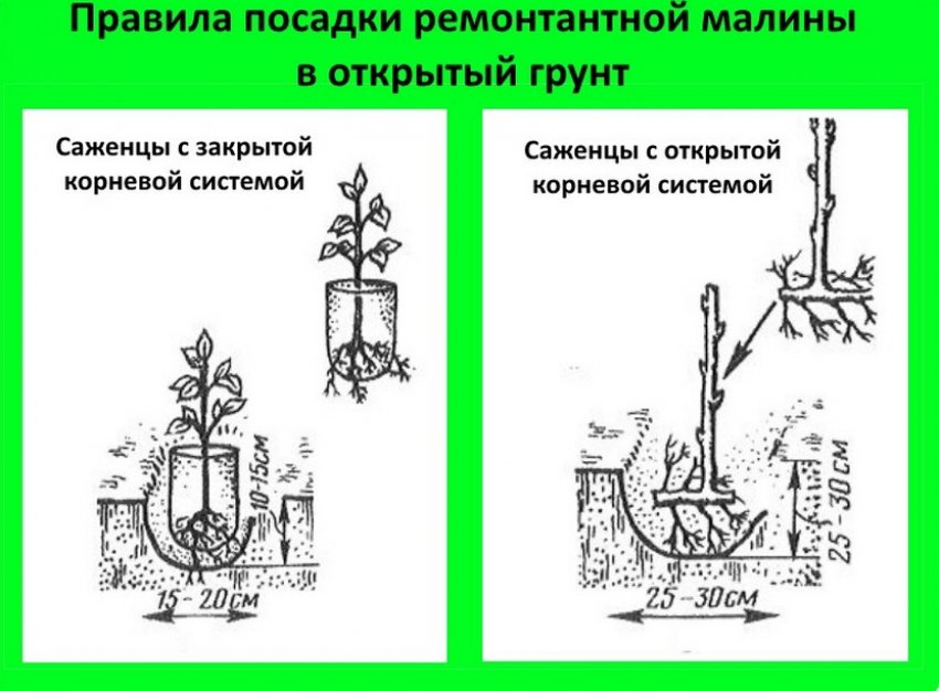 Как правильно сажать малину: пошаговая инструкция для начинающих. схема посадки малины - sadovnikam.ru