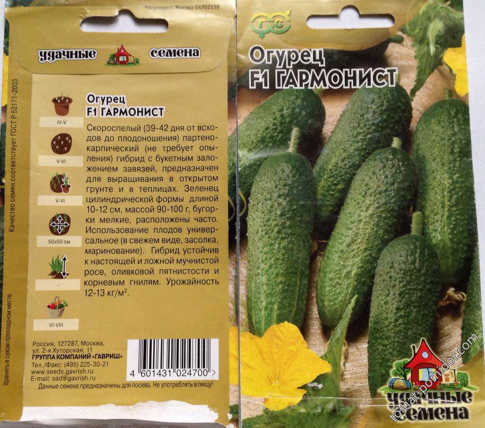 Огурец амур: описание сорта, фото, правила посадки и ухода за кустом, сбор урожая