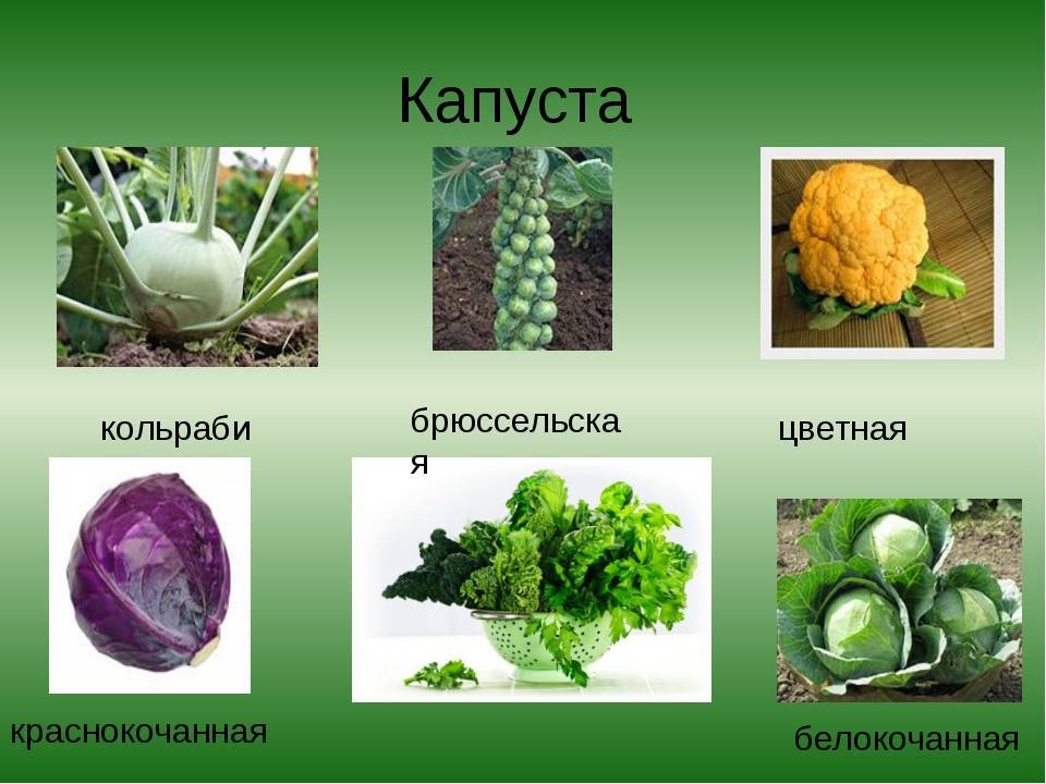 Разновидности капусты картинки с названиями