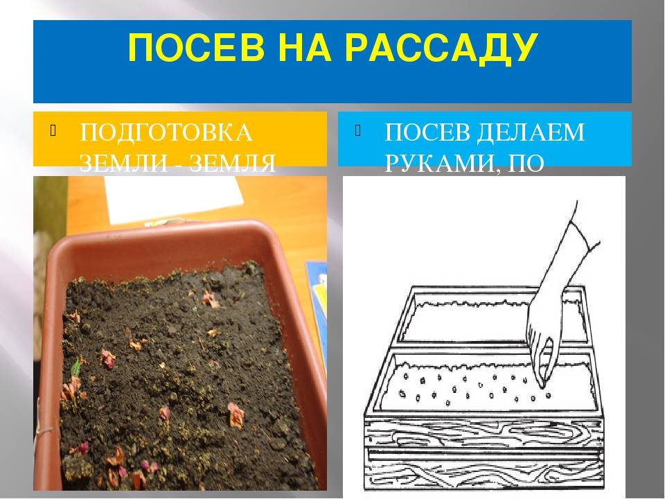 Посев томатов на рассаду в домашних условиях
