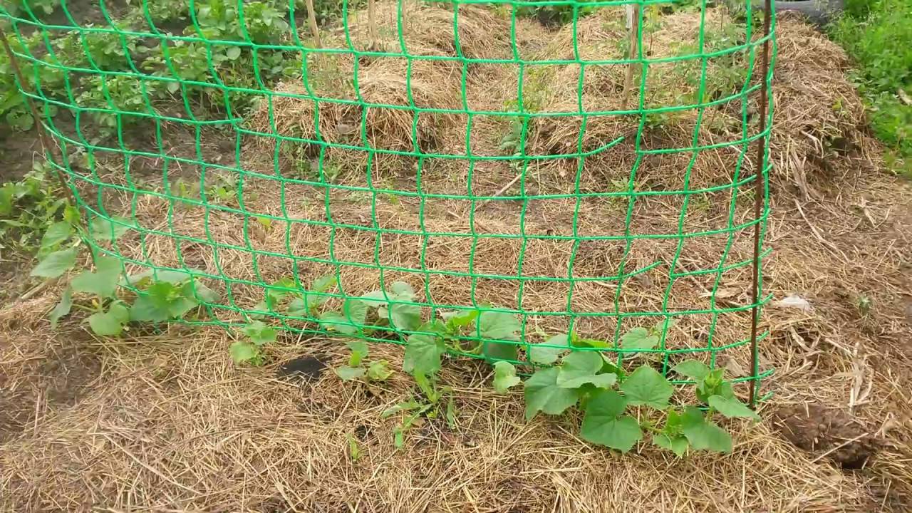 Как подвязывать огурцы: фото, видео, шпалеры для огурцов своими руками