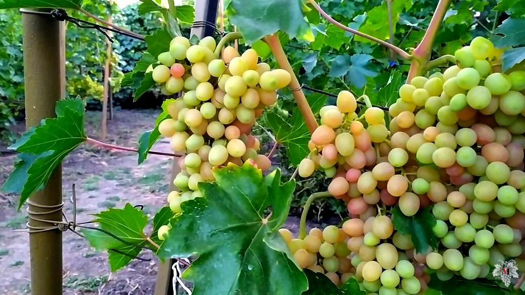 Чем подкормить виноград: во время наливания ягод, в период плодоношения