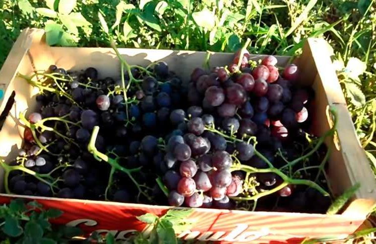 Сорт винограда рошфор