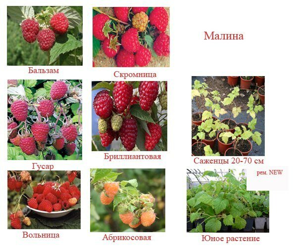 Малина сорт полька (полка): описание, фото, отзывы, секреты посадки и ухода