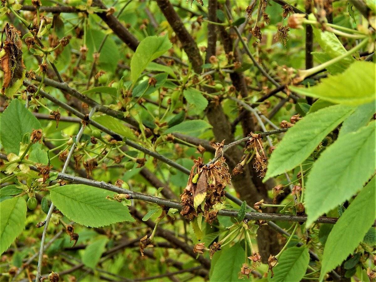 Почему вянут листья у вишни: что делать, ржавеют и засыхают листья