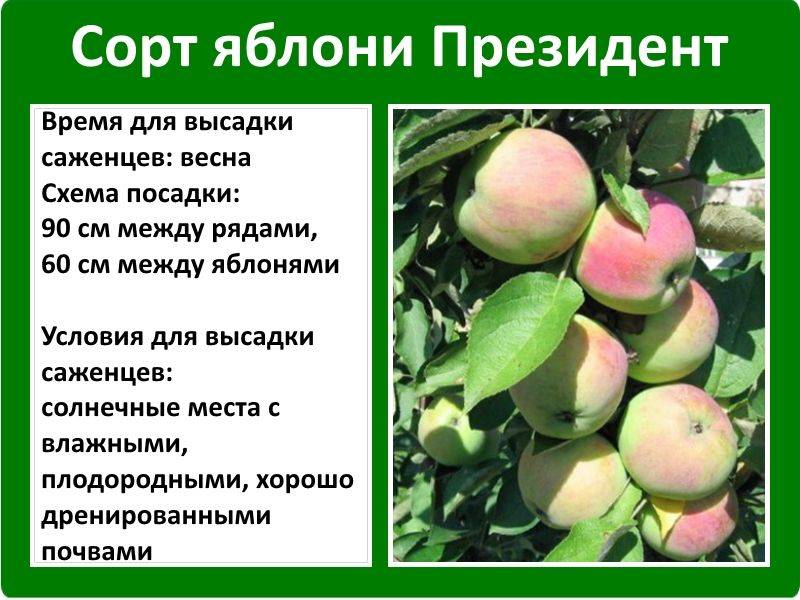 Сорт колоновидной яблони московское ожерелье