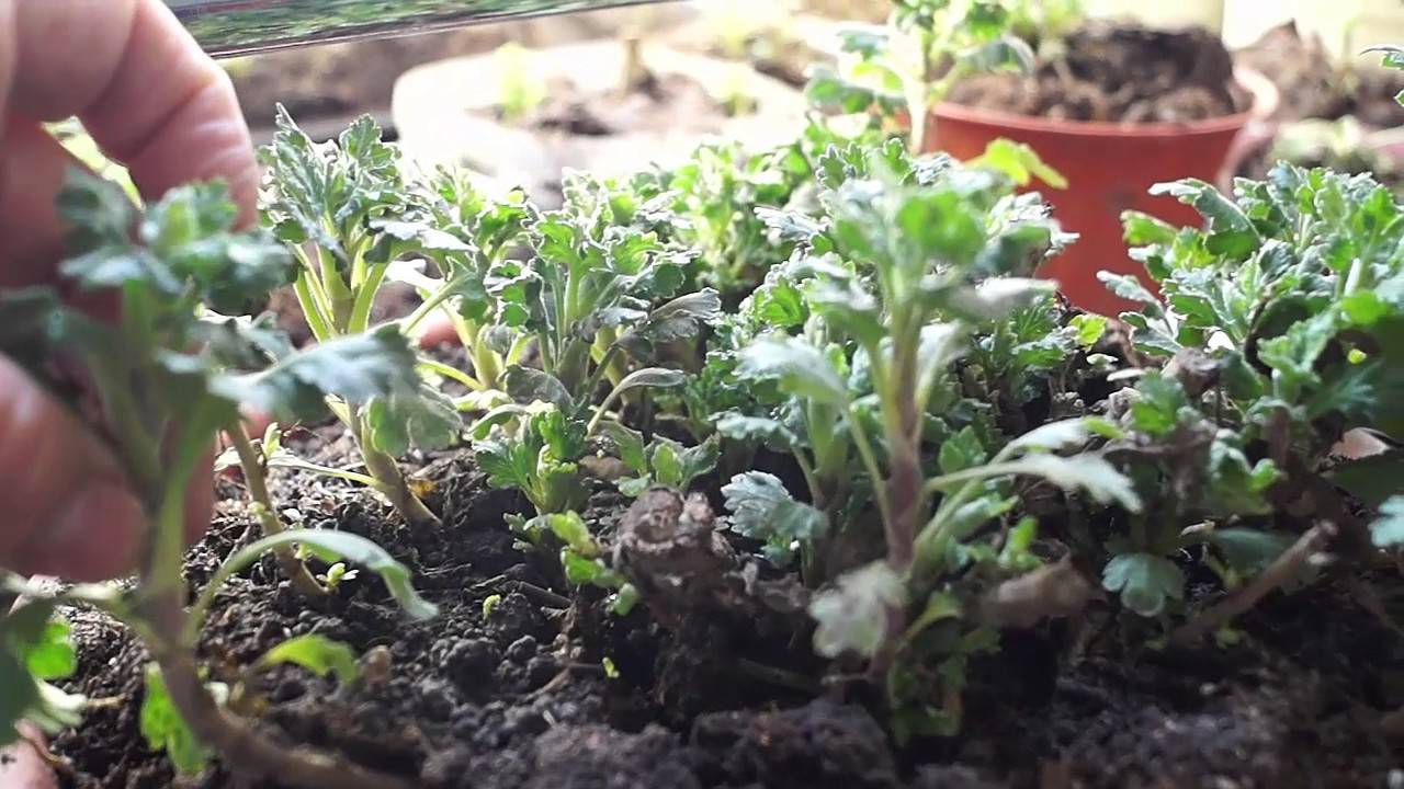 Размножение хризантем: методы, пошаговая инструкция
