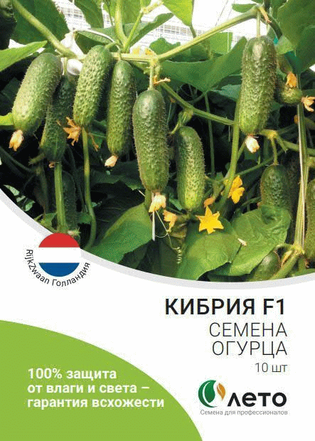 Огурец кибрия
