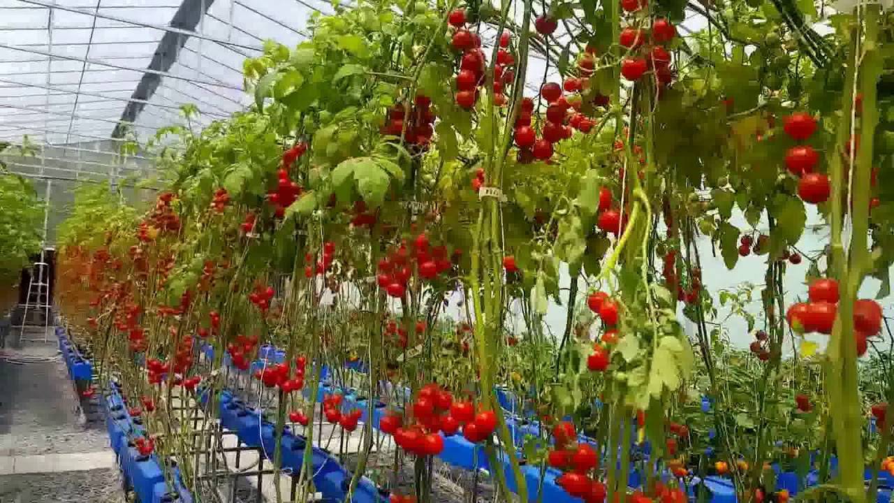 Выращивание клубники по голландской технологии в теплице, урожай круглый год