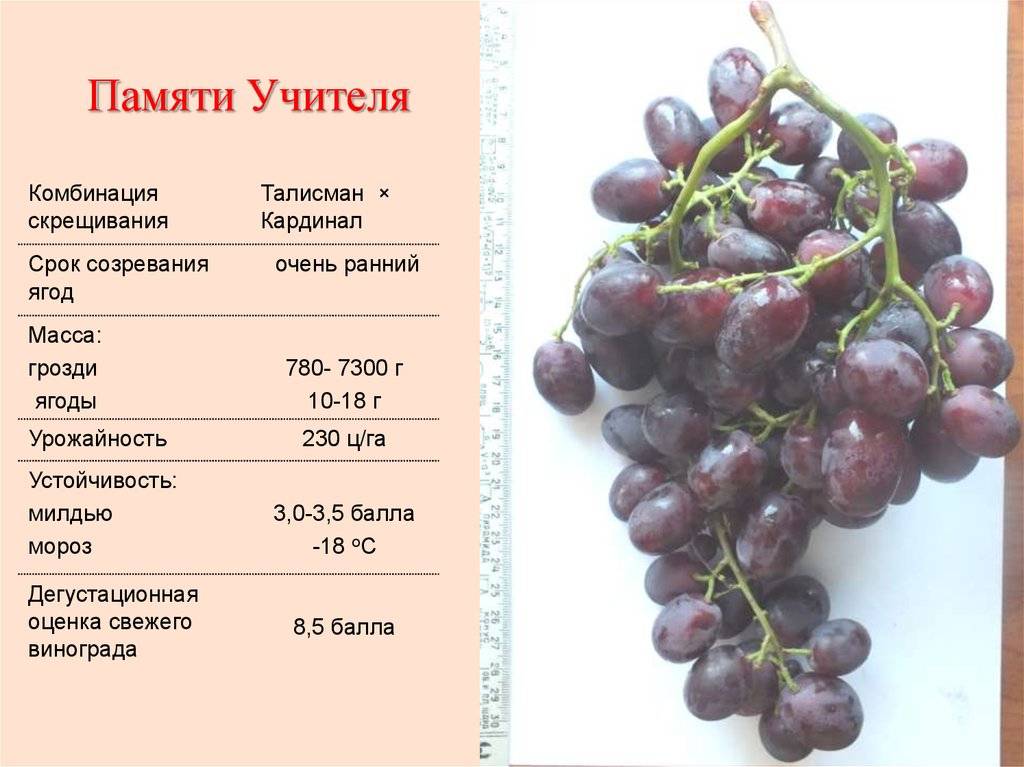 «ландыш» — столовый сорт винограда с прекрасными вкусовыми качествами