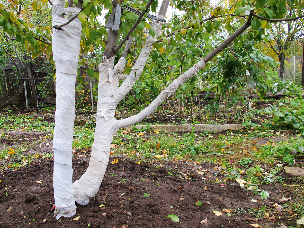 Подготовка колоновидных яблонь к зиме: как утеплять и укрывать деревья от мороза